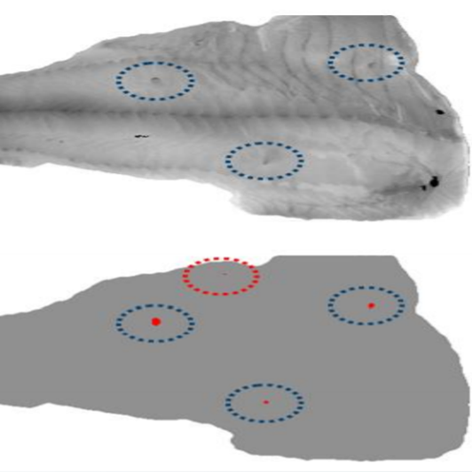 Parasites in Fish