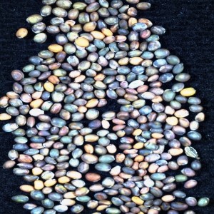Seeds